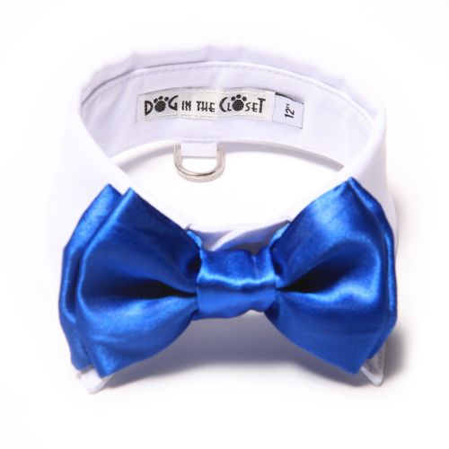 Dog In The Closet White Shirt Collar With Royal Blue Bow Tie Dog Collar