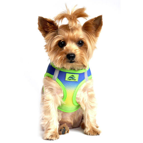 Doggie Design Ombre American River Choke Free Dog Harness — Cobalt Sport on Dog