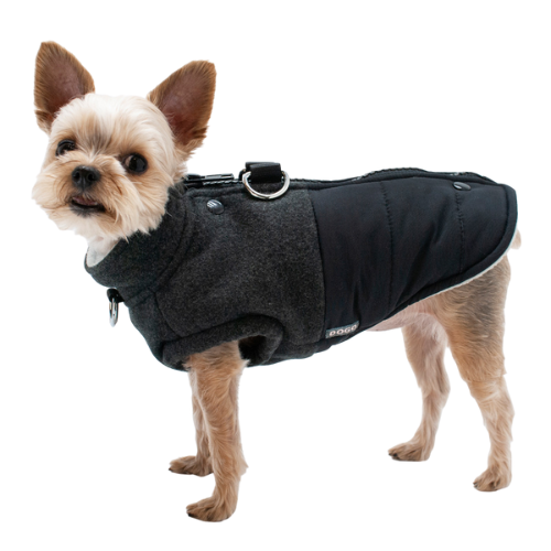 Dogo Pet Fashions Blue Insulated Midtown Runner Winter Dog Coat  on Dog View
