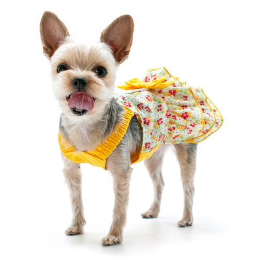 Dogo Pet Fashions Southern Belle Wild Flower Dog Dress — On Dog
