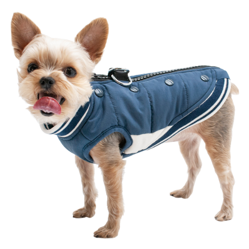 Dogo Pet Fashions Blue Insulated Varsity Runner Winter Dog Coat on Dog View